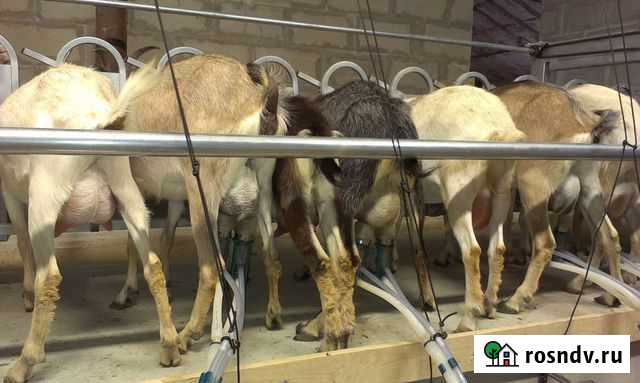 Доильный зал, параллель на 12 коз Родионово-Несветайская - изображение 1