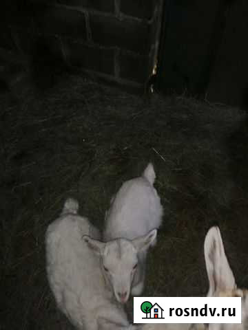 Козы Стерлитамак - изображение 1