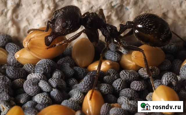 Муравьи Мессор структор матка расплод муравьи Пермь - изображение 1