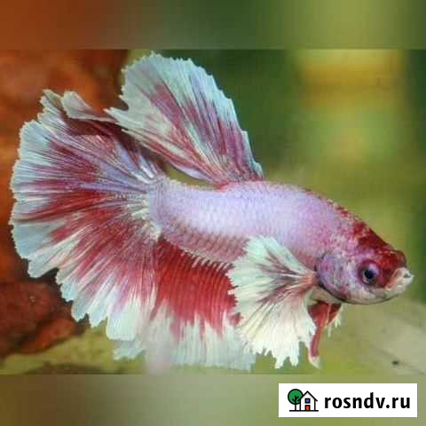 Рыбки, улитки, растения Великий Новгород - изображение 1