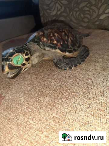 Черепаха кубинская морская Новокузнецк - изображение 1