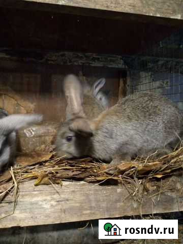 Кролик Черемхово - изображение 1