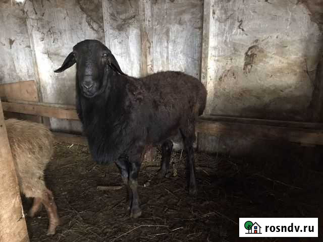 Гиссарский баран Псыж - изображение 1