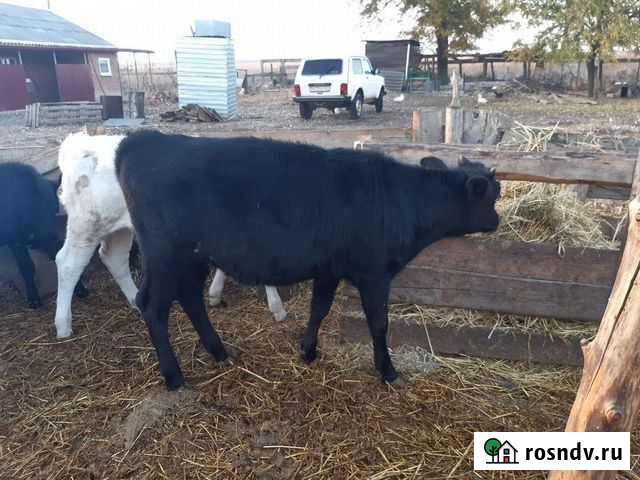 Быки и телки Зимовники - изображение 1