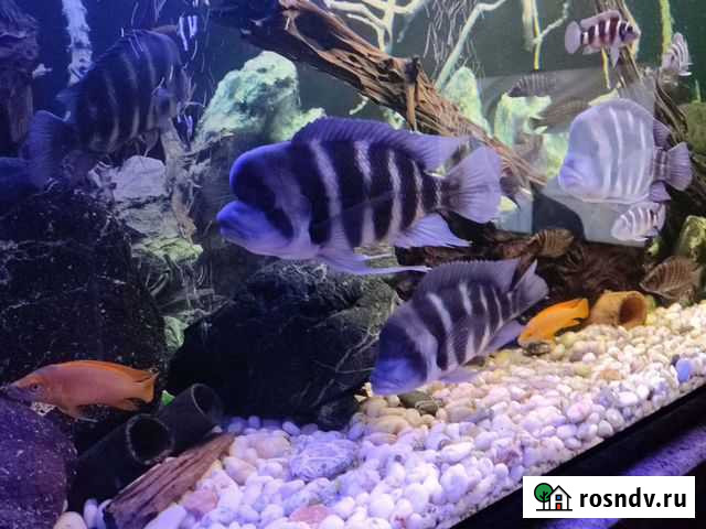 Фронтоза Кигома Семиполосая Зеленодольск - изображение 1