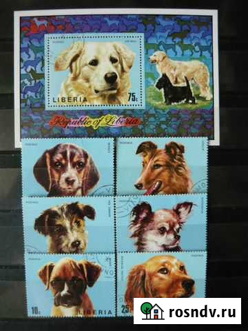 Собаки Ижевск - изображение 1