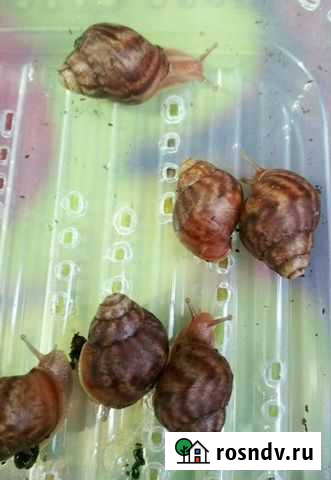 Улитята Ахатины Строитель - изображение 1