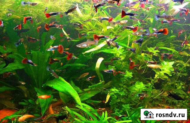 Аквариумные рыбки Железногорск - изображение 1