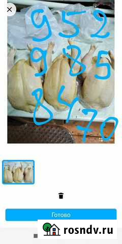 Куры Майкоп - изображение 1