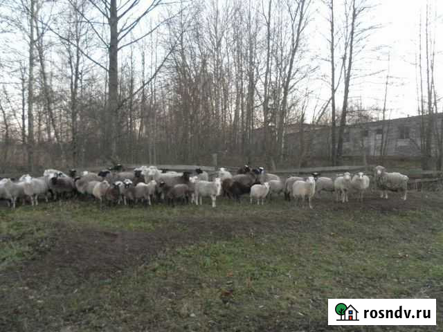 Продам Овец Клинцы - изображение 1
