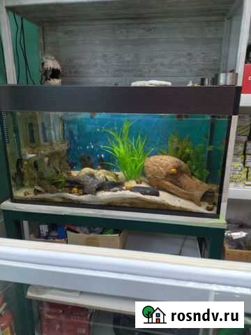 Продам Аквариум Благовещенск - изображение 1