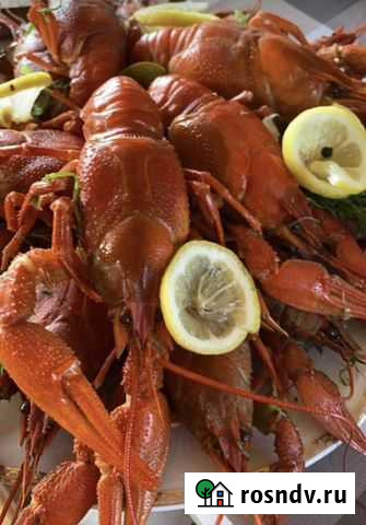 Живые Раки(Сотрудничаем с рыбаками) Набережные Челны - изображение 1