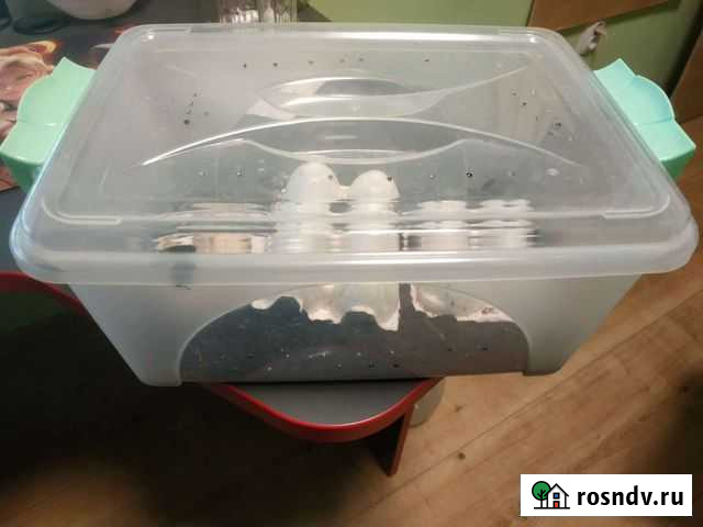 Мраморные тараканы Санкт-Петербург - изображение 1