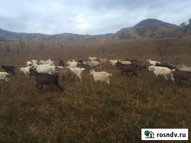 Коз Белокуриха - изображение 1