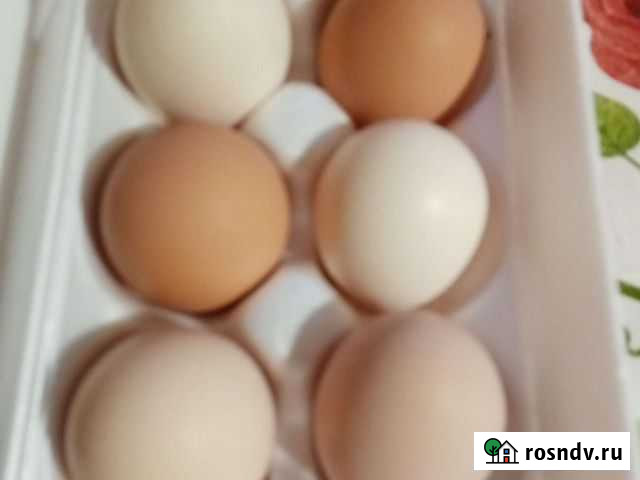 Инкубационное яйцо Нижний Тагил - изображение 1