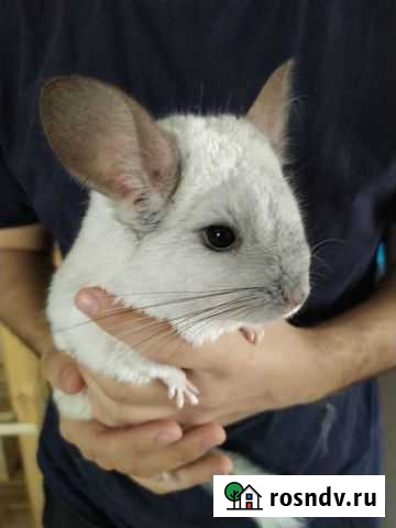 Шиншилла Камышин - изображение 1