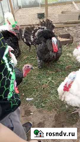 Индюк Выкса - изображение 1