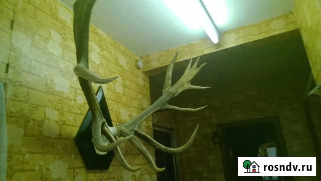 Продаются рога монгольского изюбря Мостовской - изображение 1