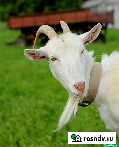 Козы Вольск - изображение 1