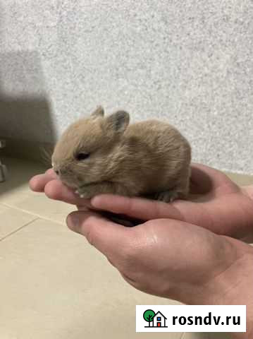 Карликовые крольчата Батайск - изображение 1