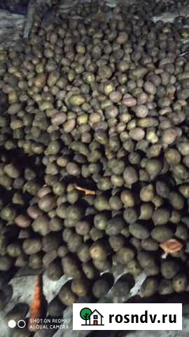 Картошка Новоукраинский - изображение 1