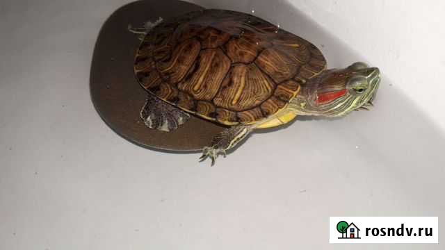Красноухая черепаха бесплатно Норильск - изображение 1