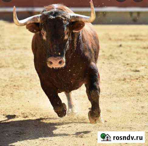Заготавливаем крс Белгород