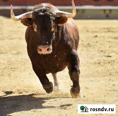 Заготавливаем крс Белгород - изображение 1