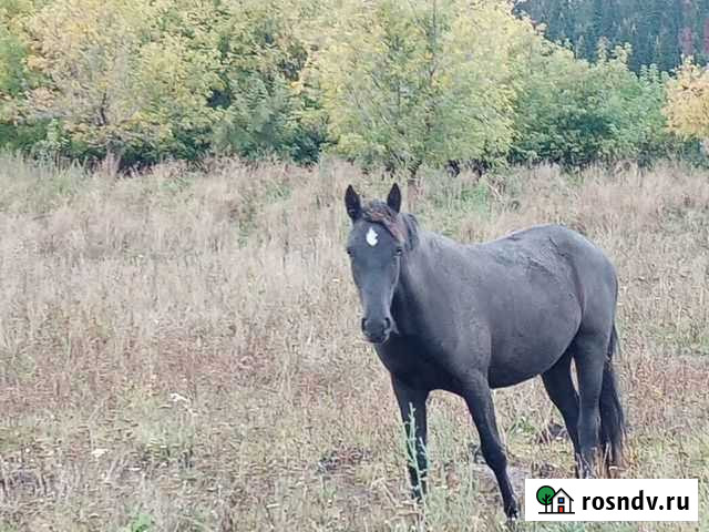 Лошадь Змеиногорск - изображение 1