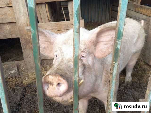 Хряк на мясо Астрахань - изображение 1