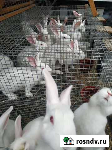 Белый Паннон Казань - изображение 1