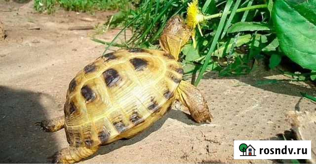 Черепаха сухопутная Москва - изображение 1