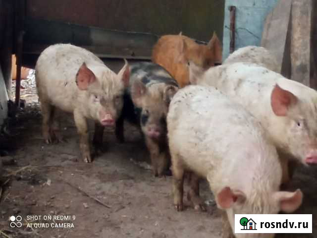 Поросята венгерской мангалицы Чернянка - изображение 1