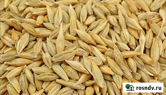 Продаётся зерно Великовечное - изображение 1