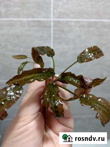 Аквариумные растения Чехов - изображение 1