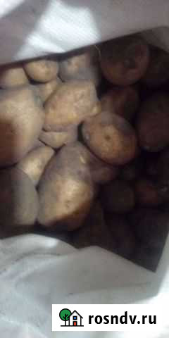 Картофель Курган - изображение 1