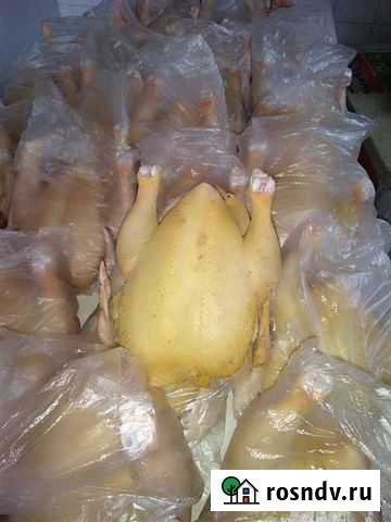 Домашняя птица Гиагинская - изображение 1