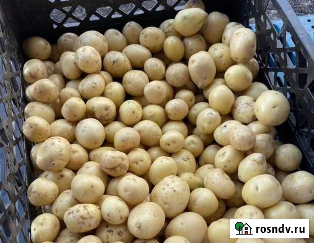 Картофель семенной, сорт Гала Калуга - изображение 1