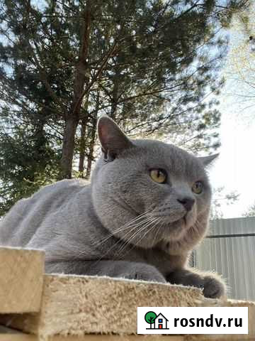 Вязка с британским котом Ижевск - изображение 1