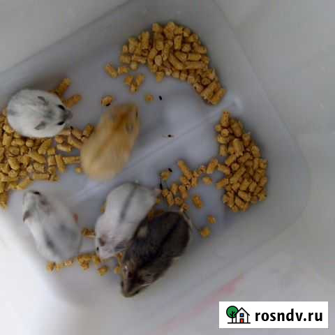 Малыши джунгарики,ручные Смоленск - изображение 1