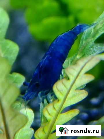 Креветка Синий вельвет Дёмино - изображение 1