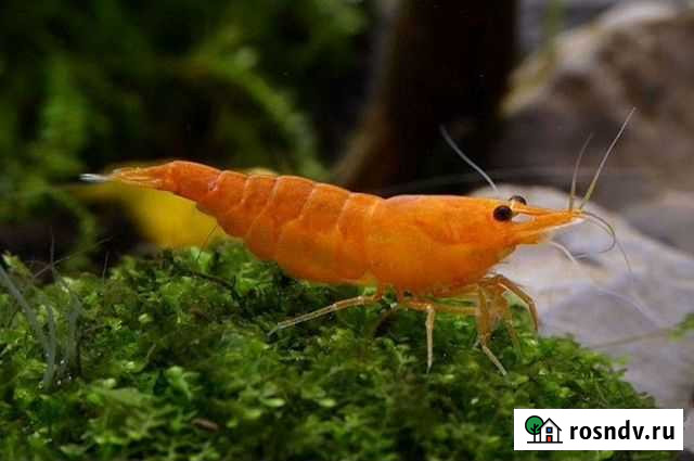 Креветки аквариумные Кемерово - изображение 1