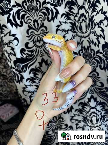 Леопардовый эублефар геккон Саратов - изображение 1