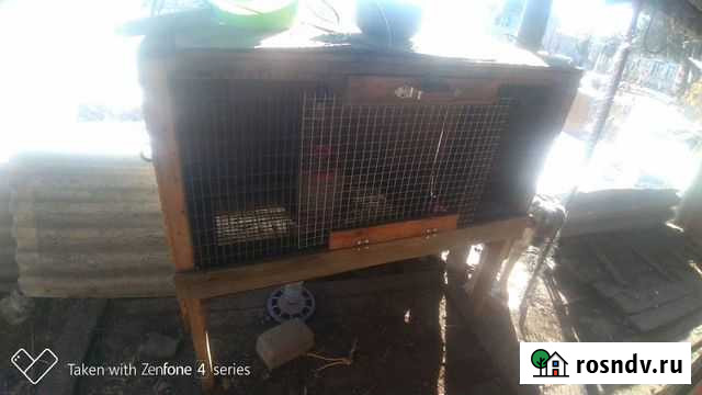 Клетка брудер Донецк - изображение 1