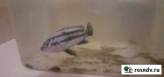 Самец Астрахань - изображение 1