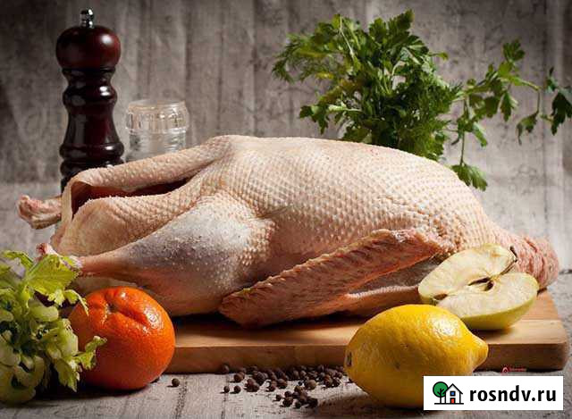 Гусь домашний Курск - изображение 1