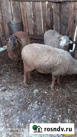 Овцы Белгород - изображение 1