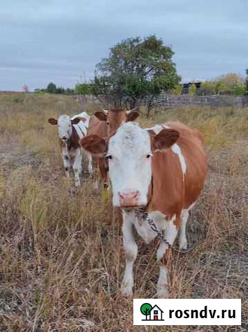 Коровы Магнитогорск - изображение 1