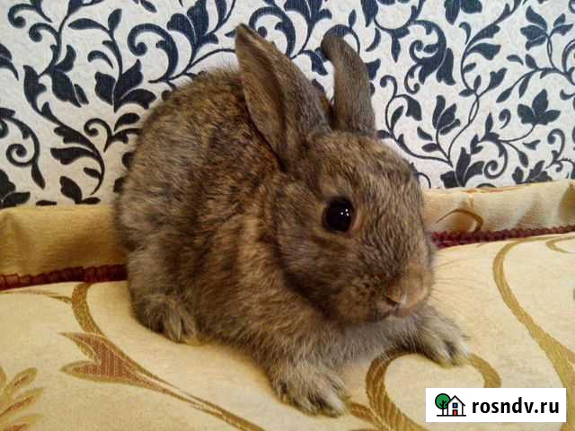 Декоративные кролики Белово - изображение 1