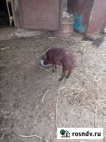 Поросята дюрок Новочеркасск - изображение 1